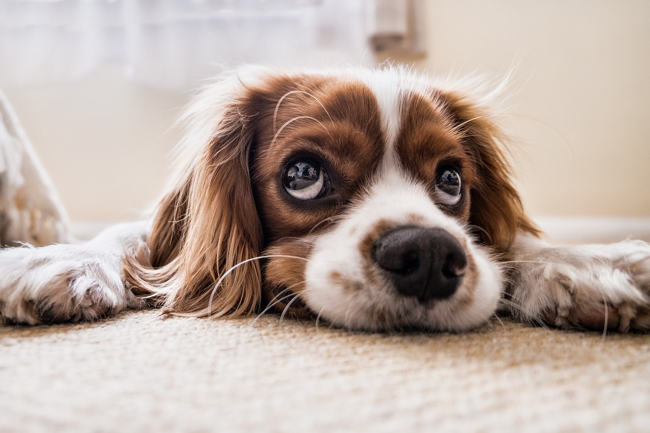 5 Ways to Get Rid of Dog Smell in Your Home