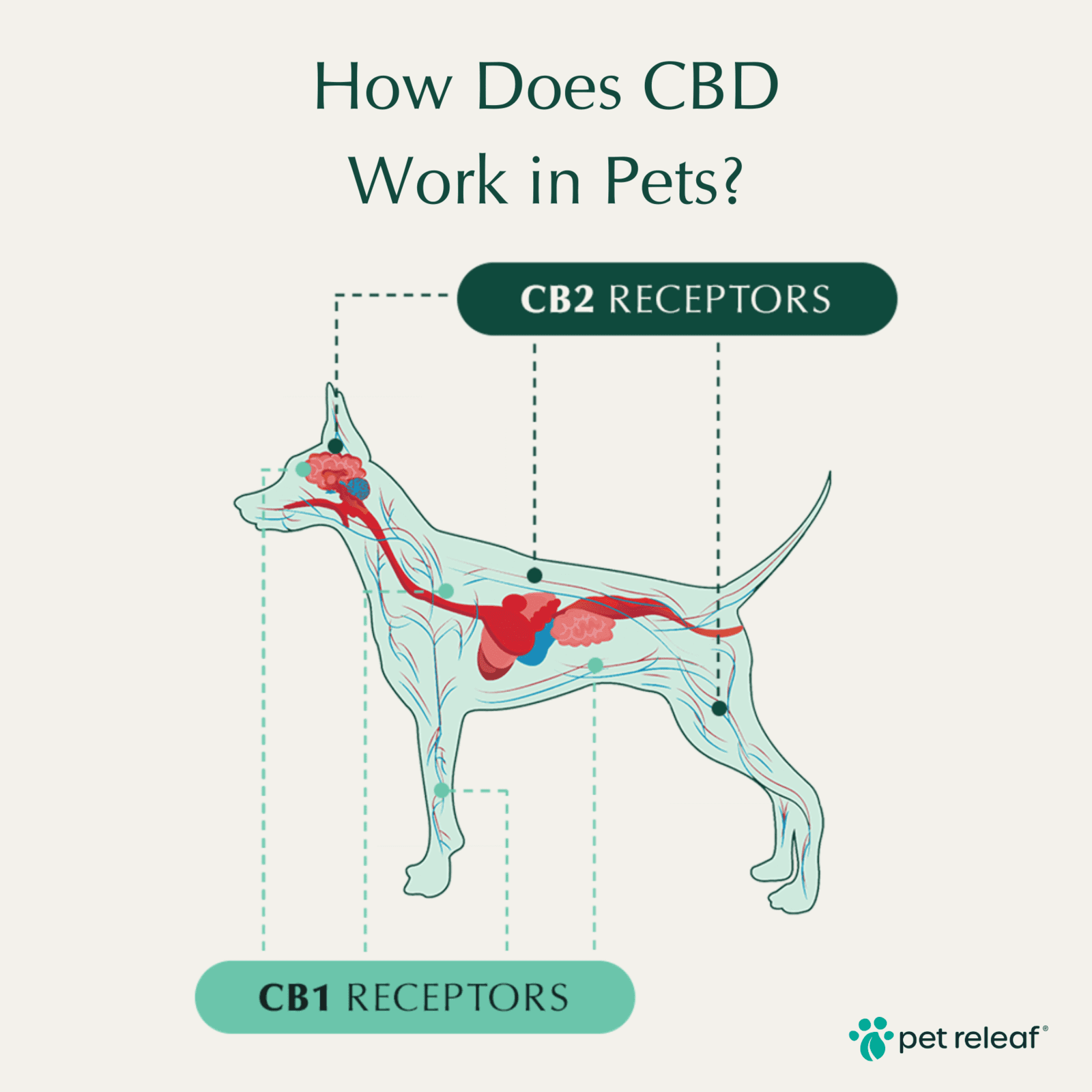 How does CBD Work in Pets