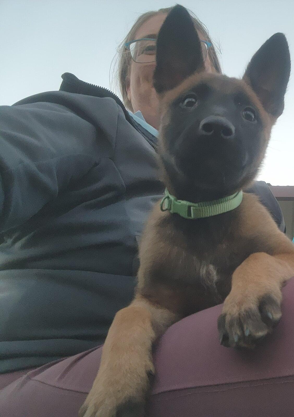 The Truth About Puppy Socialization and Vaccines: Why Early Exposure Is Critical for Lifelong Success