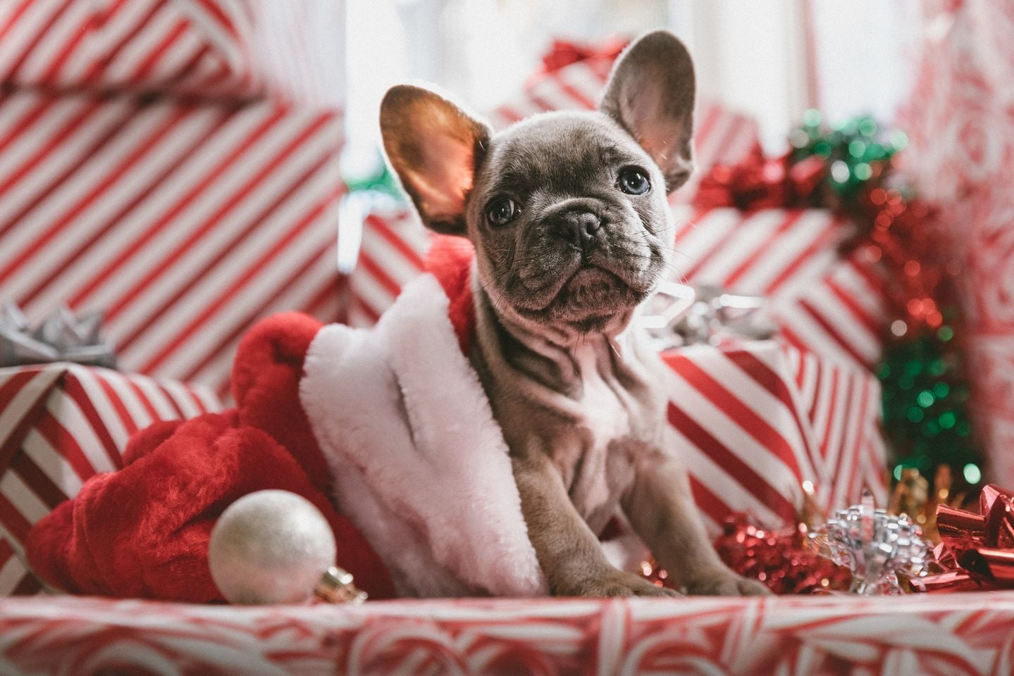 Holiday Gifts for Pets