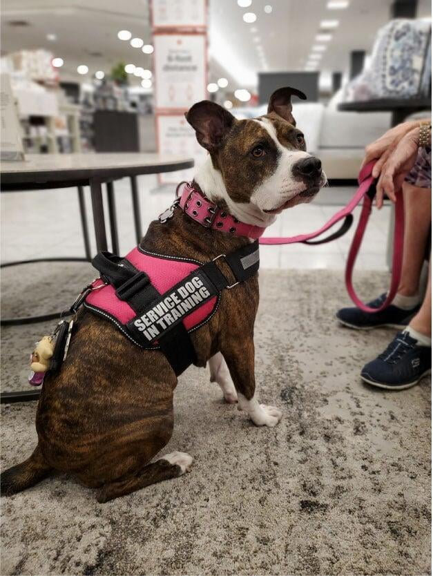 A service dog in training sits in a department store