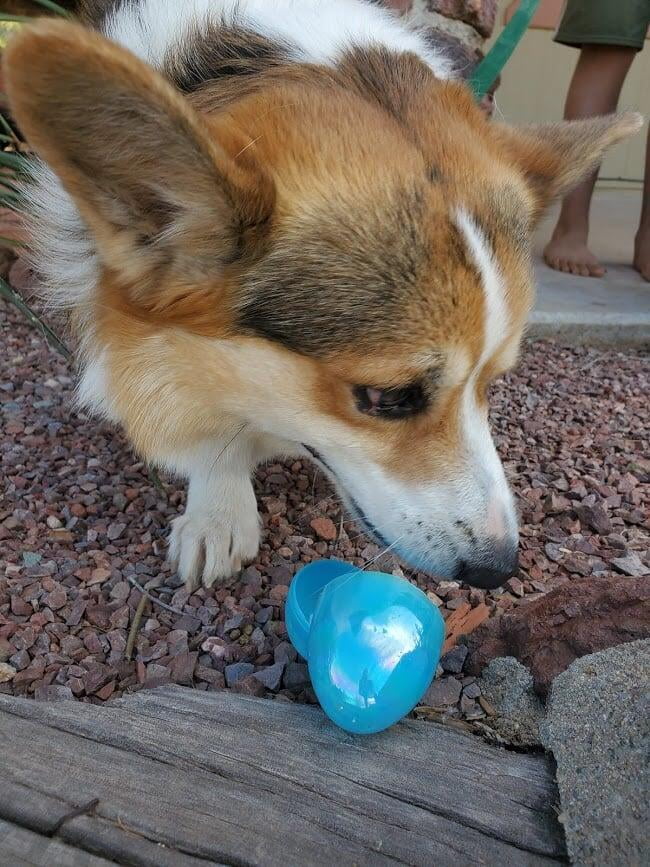 Canine Enrichment