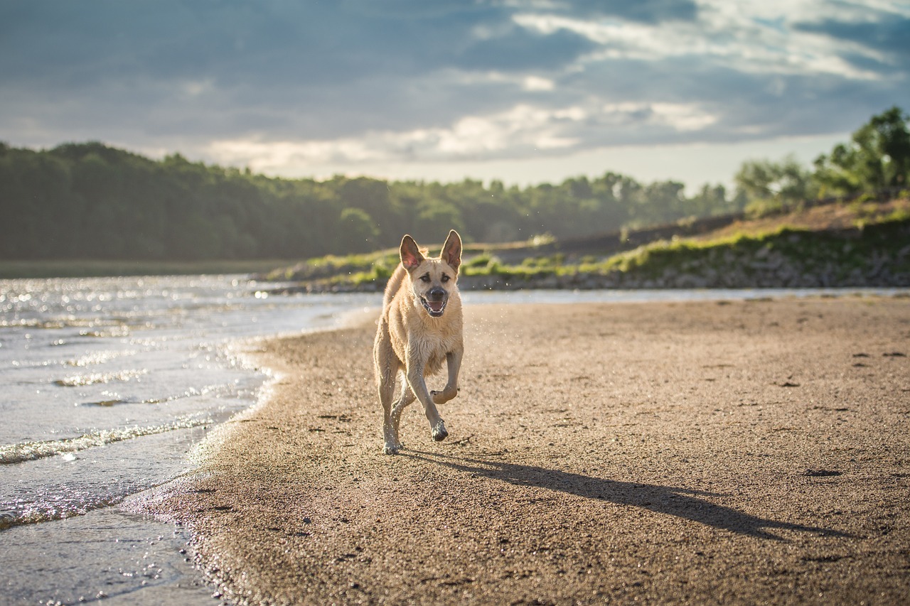 5 Reasons Your Puppy Training Course Didn't Work and How to Fix Them