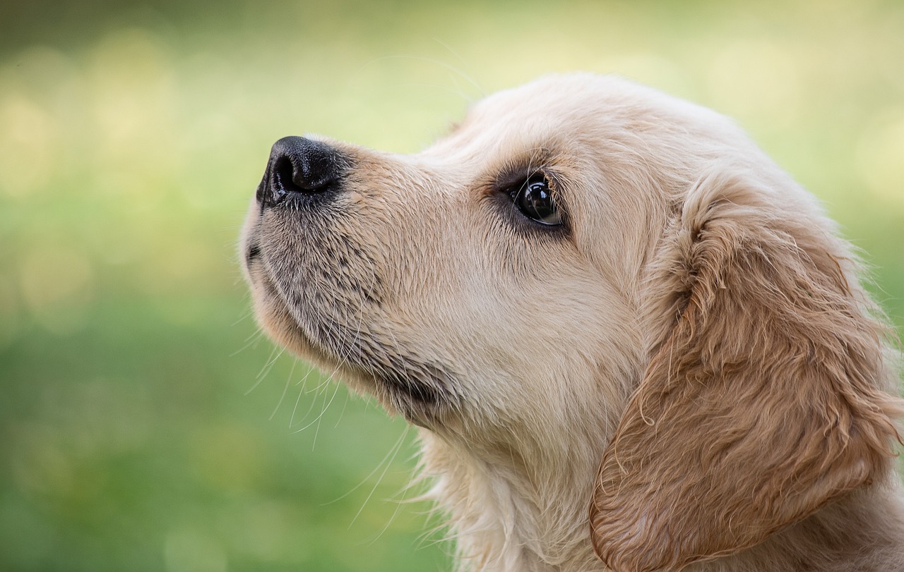 Five Tips to Successfully Train You Puppy