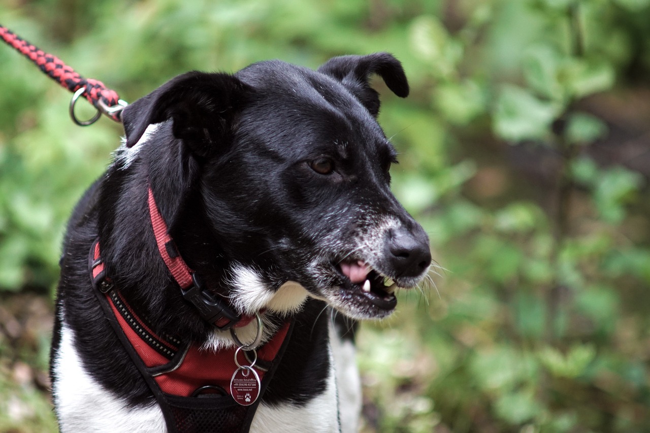 The Science Behind Why Punishment-Based Dog Training Doesn't Work