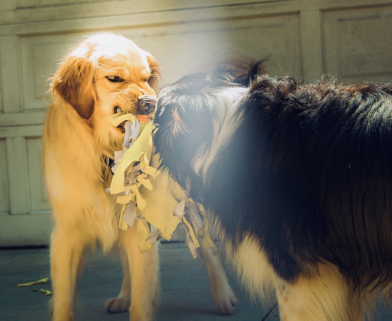 Why Do Dogs Growl? Understanding Your Dog's Vocalizations