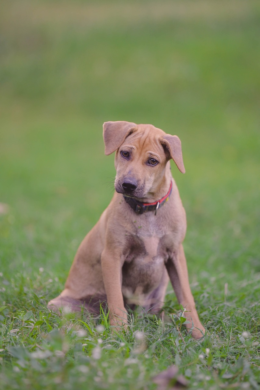 Clarifying the Terminology: Assistance Animals, Service Animals, and Therapy Animals Explained