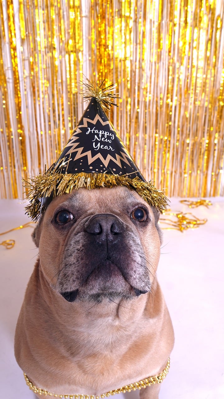 Coping with Fireworks: Keeping Pets Calm During Celebrations