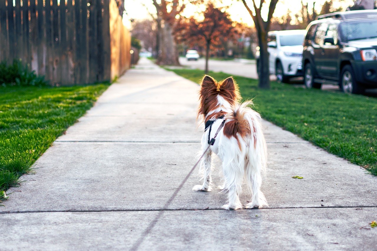 Helping Your Dog Embrace Independence: Tips for a Happier, More Confident Pup