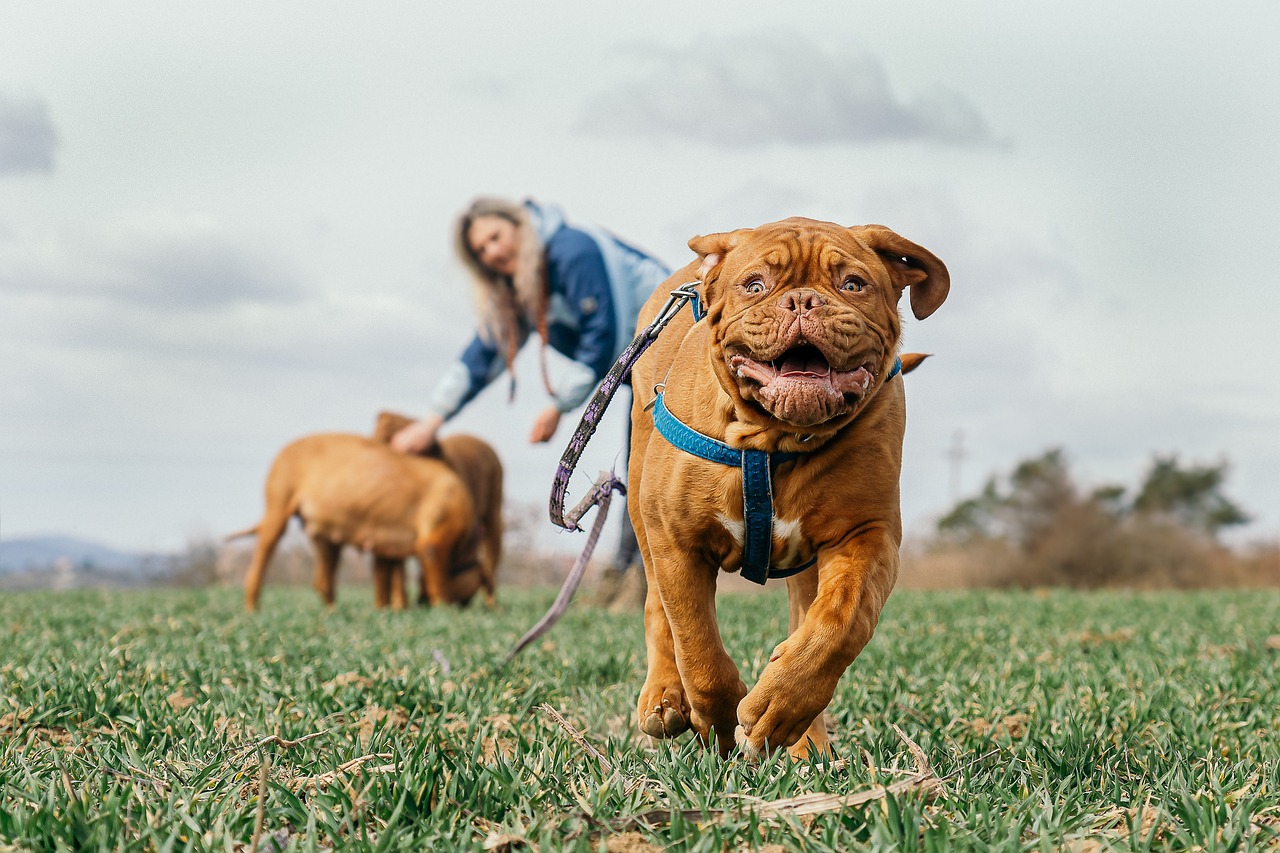 Why Your Dog Isn't Listening: 5 Possible Reasons