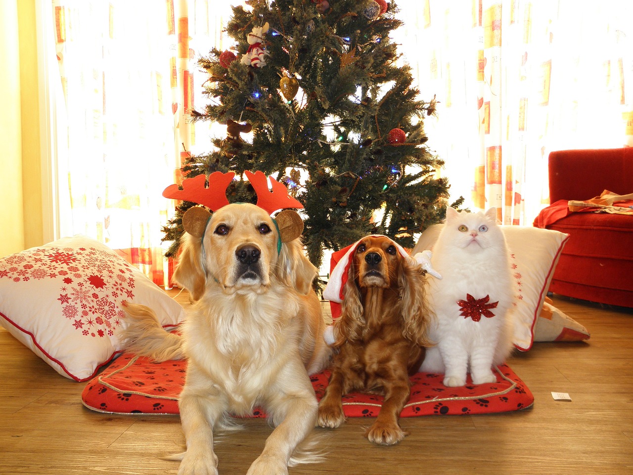 Pet Safety Alert: December Hazards