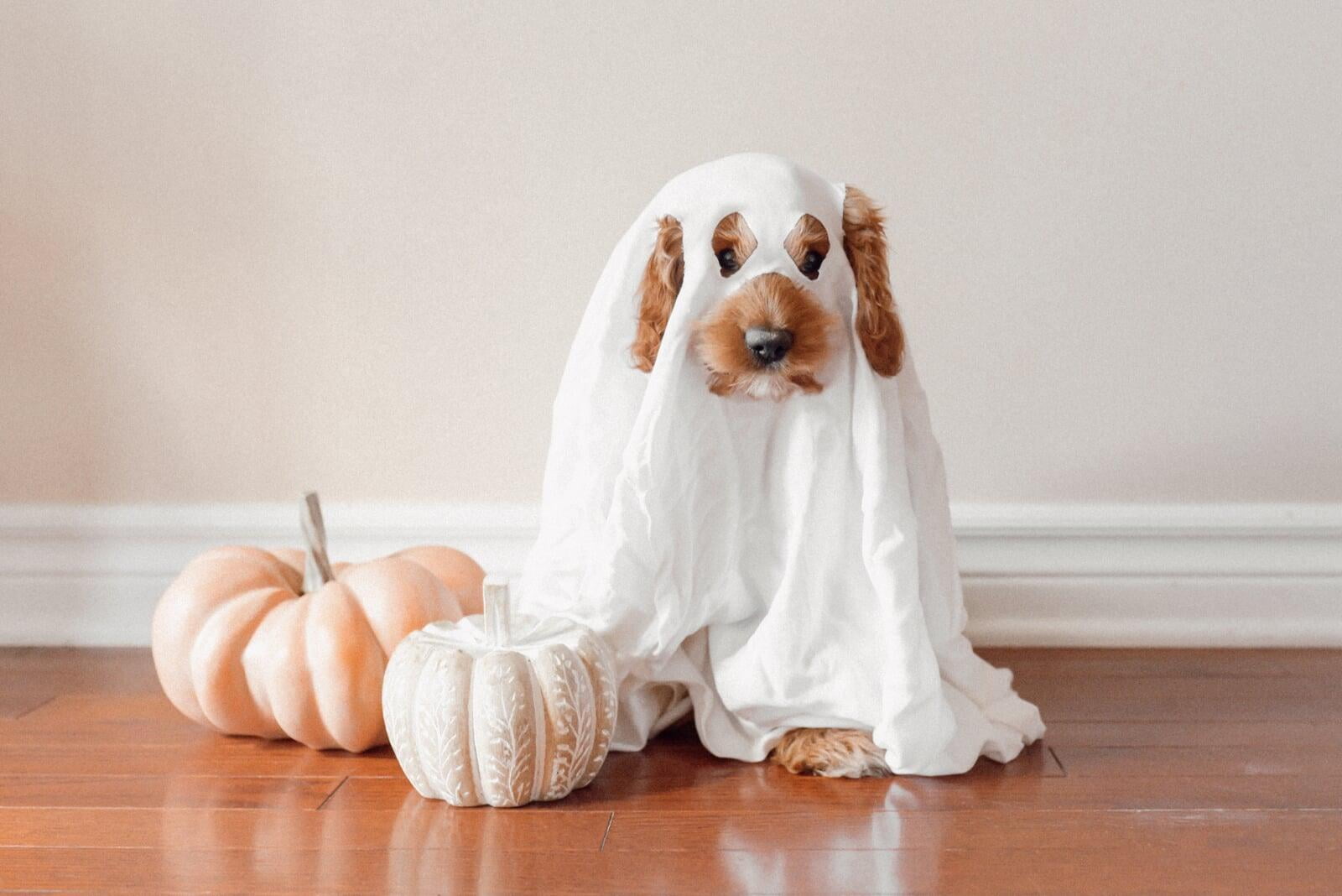 Halloween Pet Safety