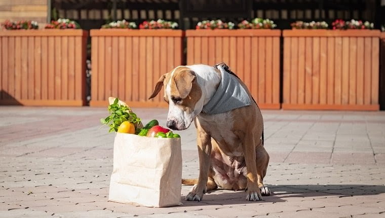 October Is Pet Wellness Month